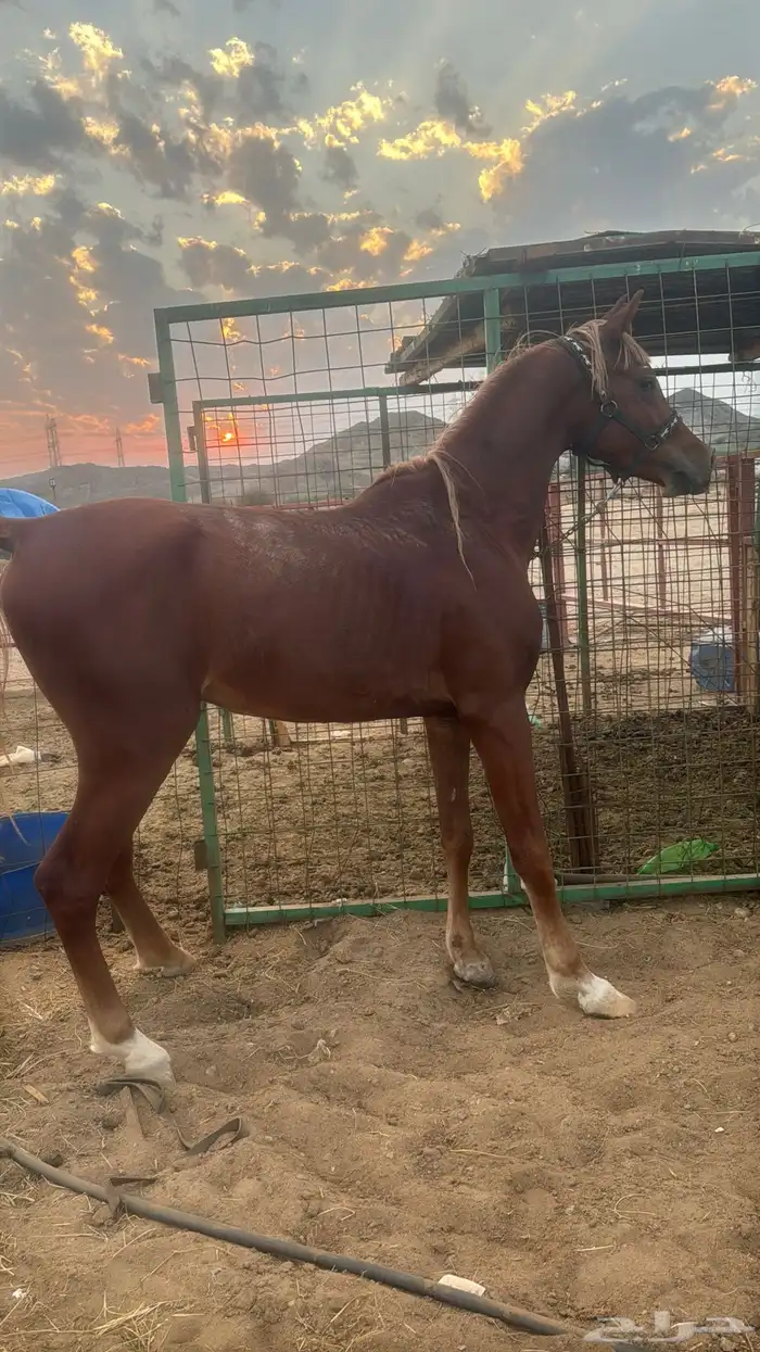 البيع حصان شعبي شيخ 10