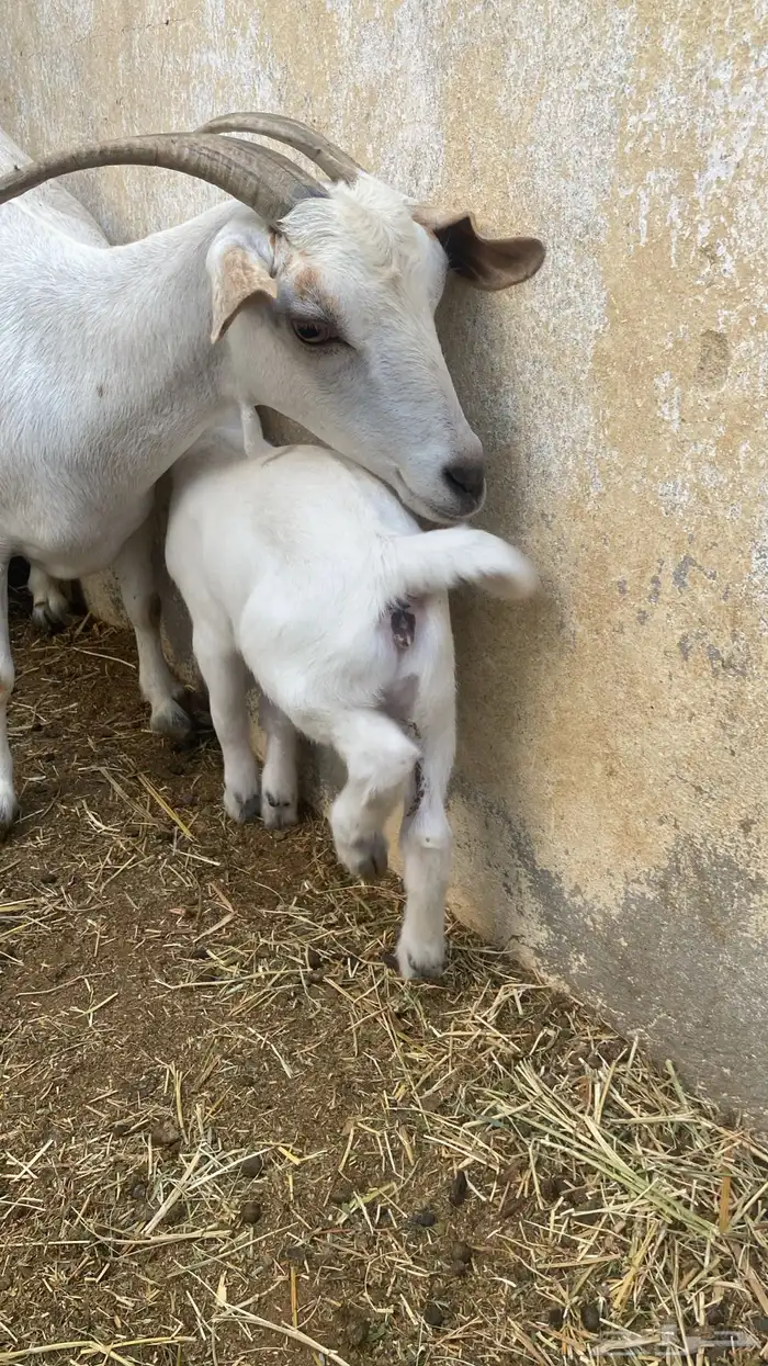 ما عز قزمي معها جفرة 3