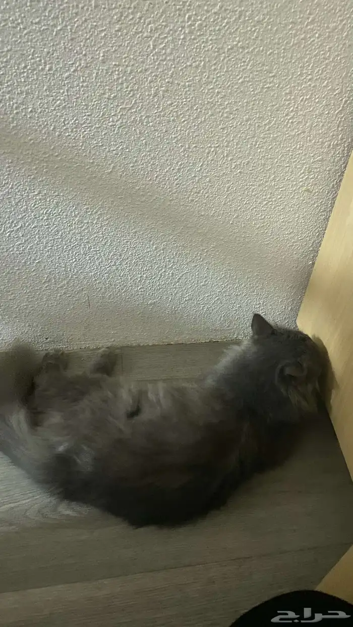 بسه شيرازي 0