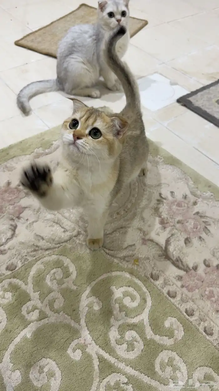 قطط سكوتش بيور للبيع 0