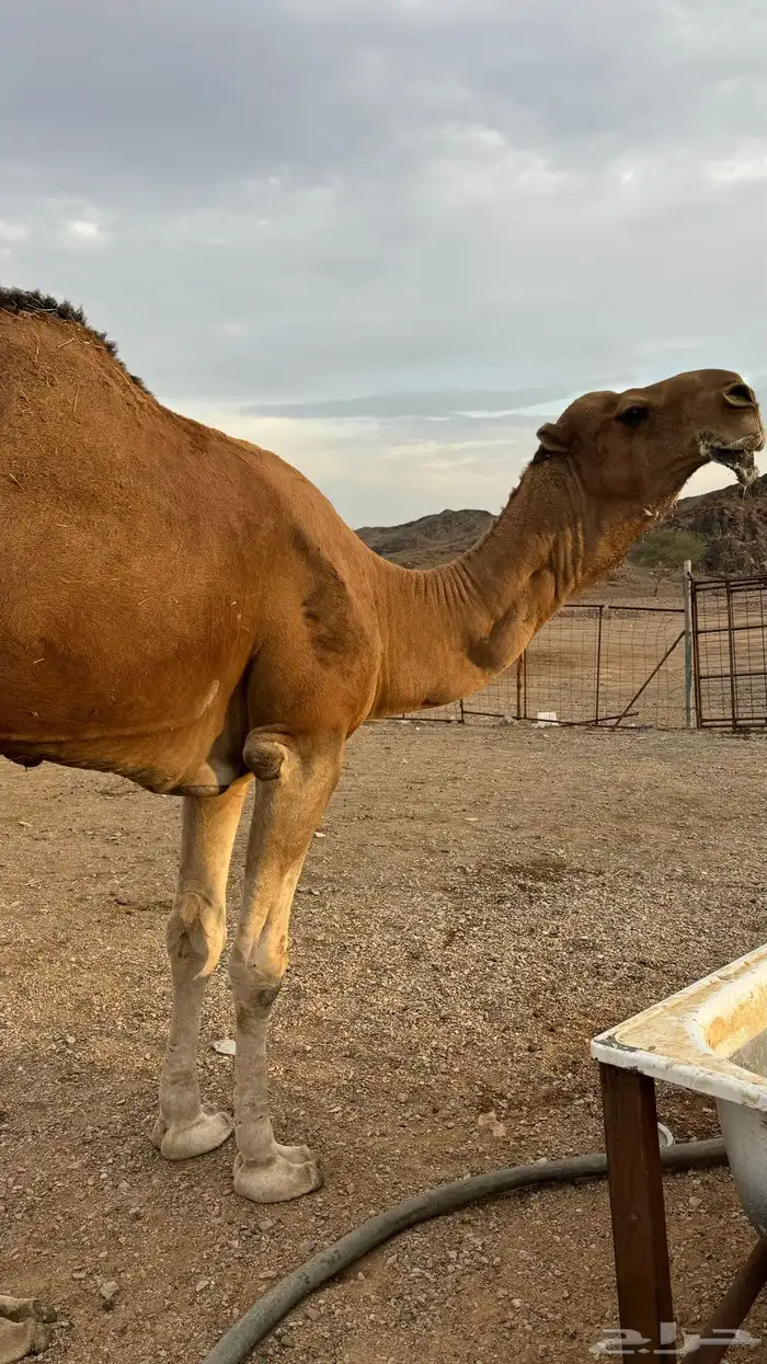 للبيع بعير احمر 5