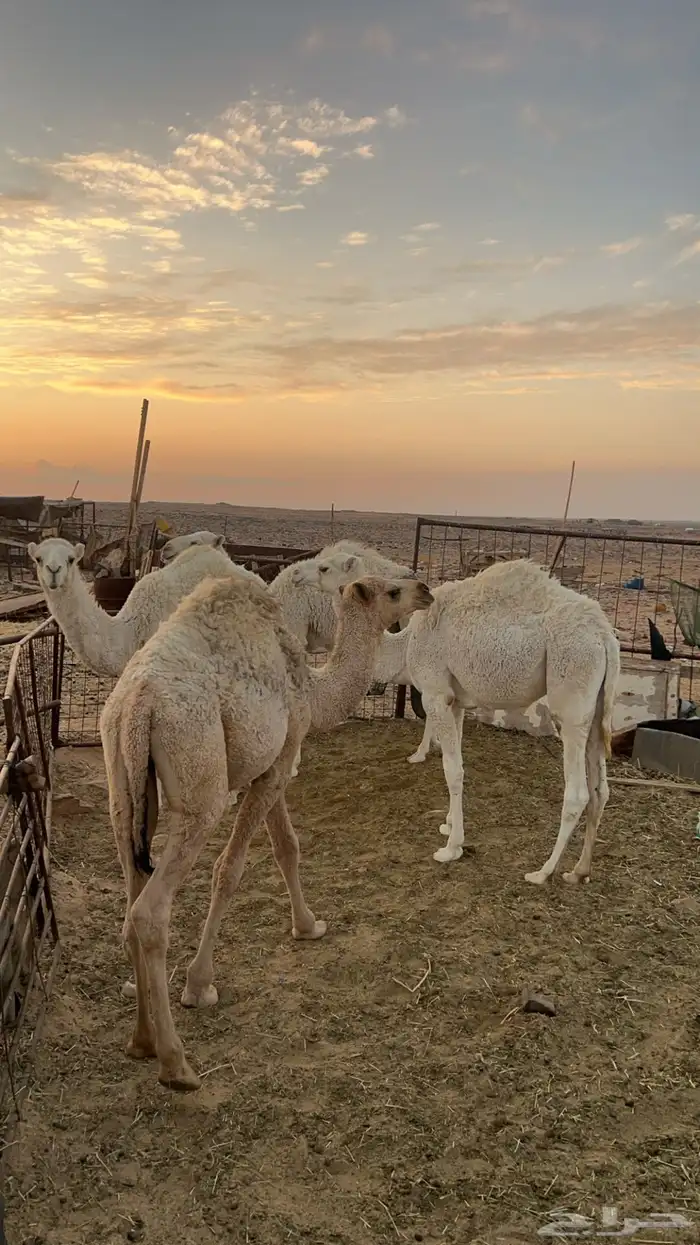 4 قعدان عدلات وطيبات 2