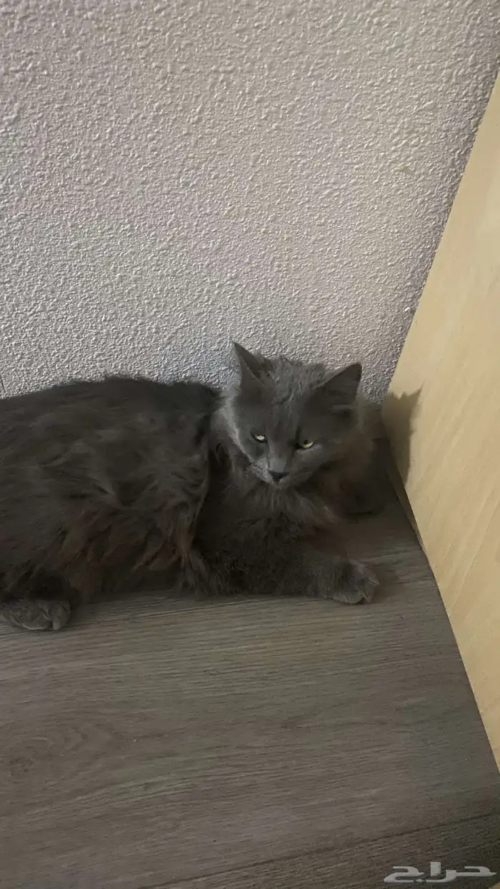 بسه شيرازي 2