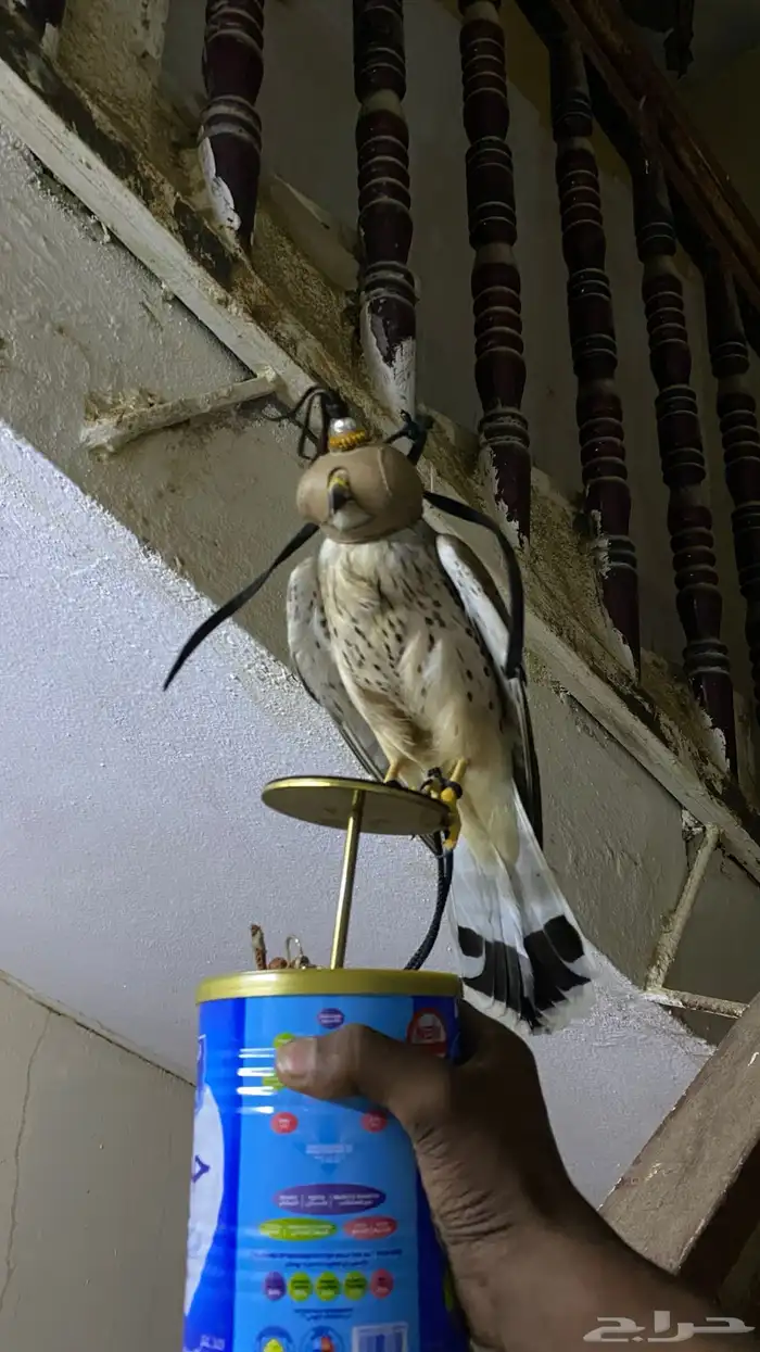 موجود شبوط للبيع ب150 العدد 2 1