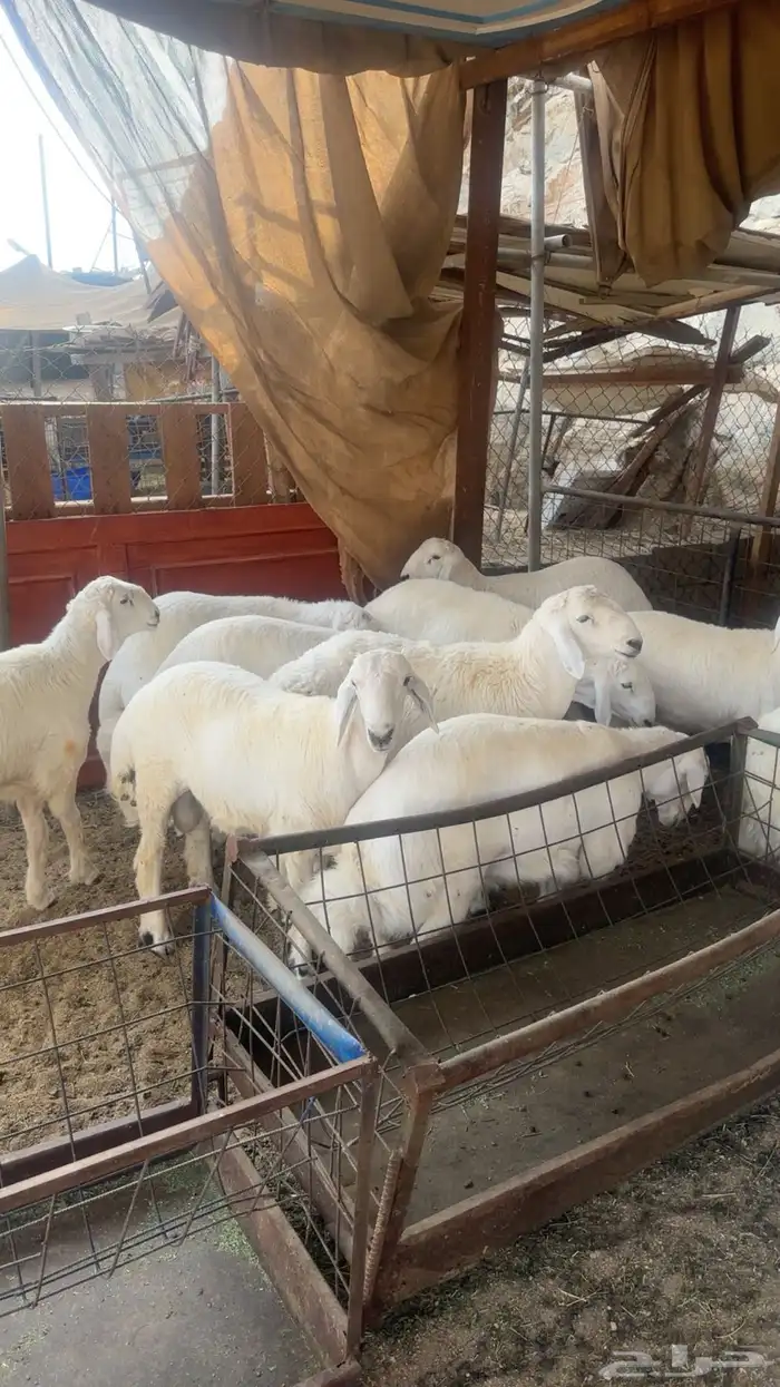 طليان طايفيه شي نظيف ومجمل 0