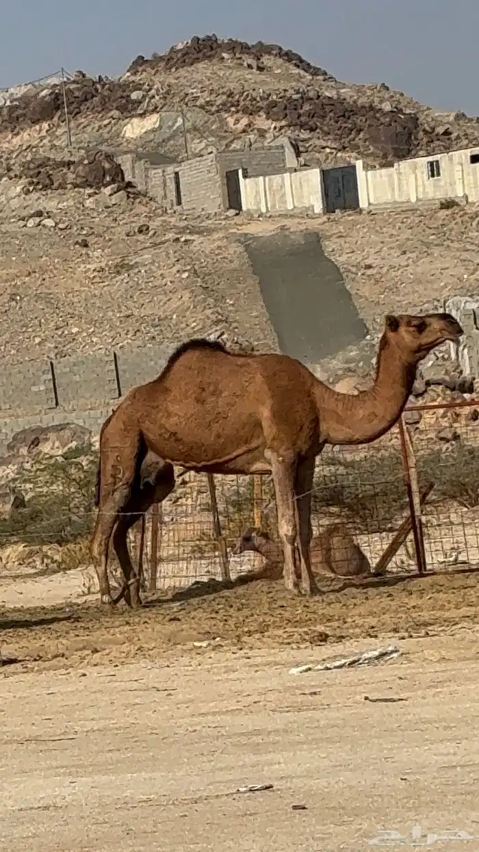 ناقه خلفه للبيع 3