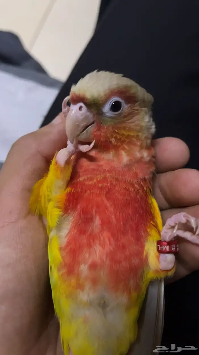 كنيور اناناس 2