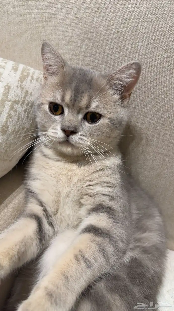 قطو للبيع على السوم معه كرت تطعيمات 1