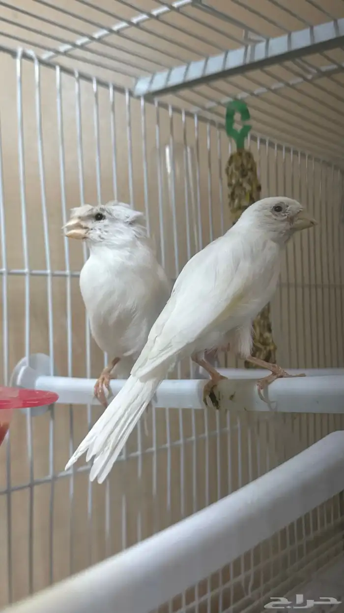 جوز كناري سوري 0