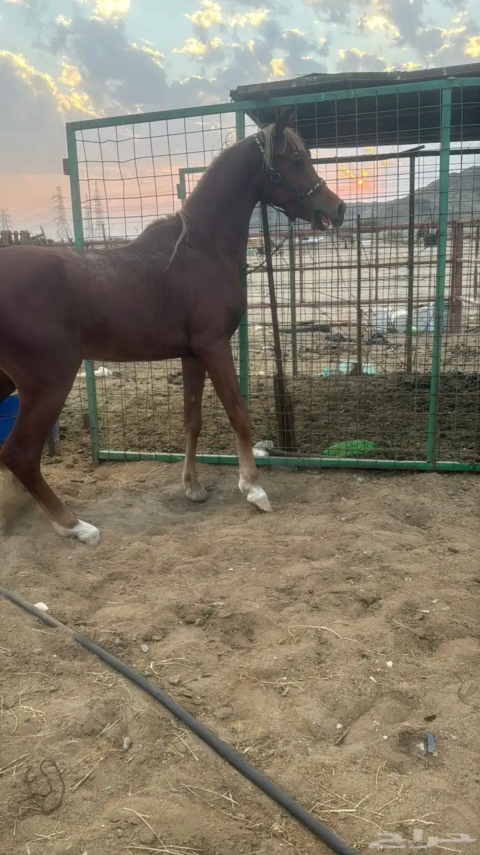 البيع حصان شعبي شيخ 1