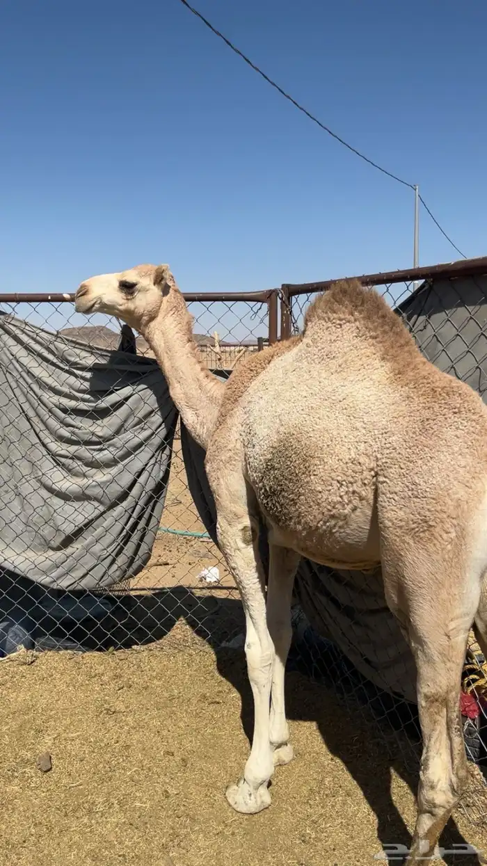 للبيع حاشي مفرود ناهي 3