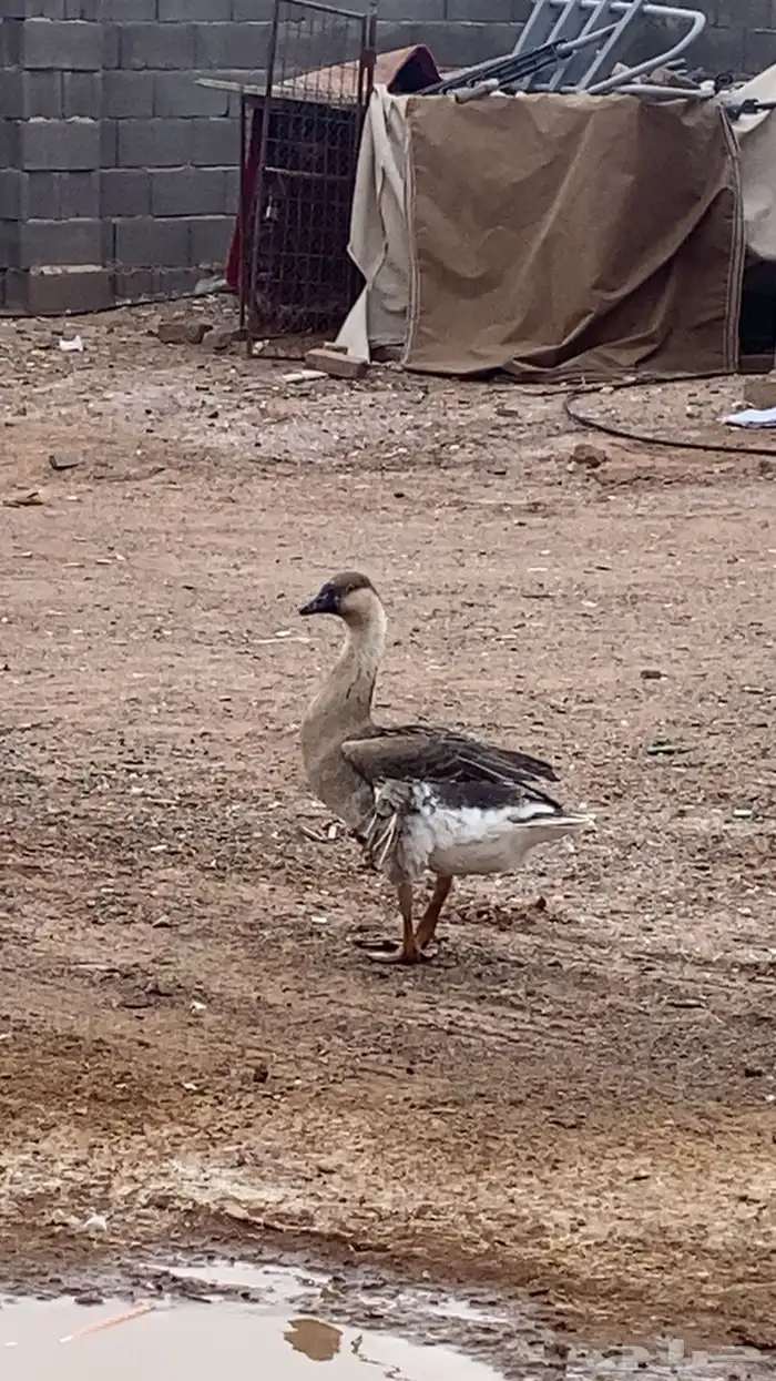 وز بلدي و عراقي 0