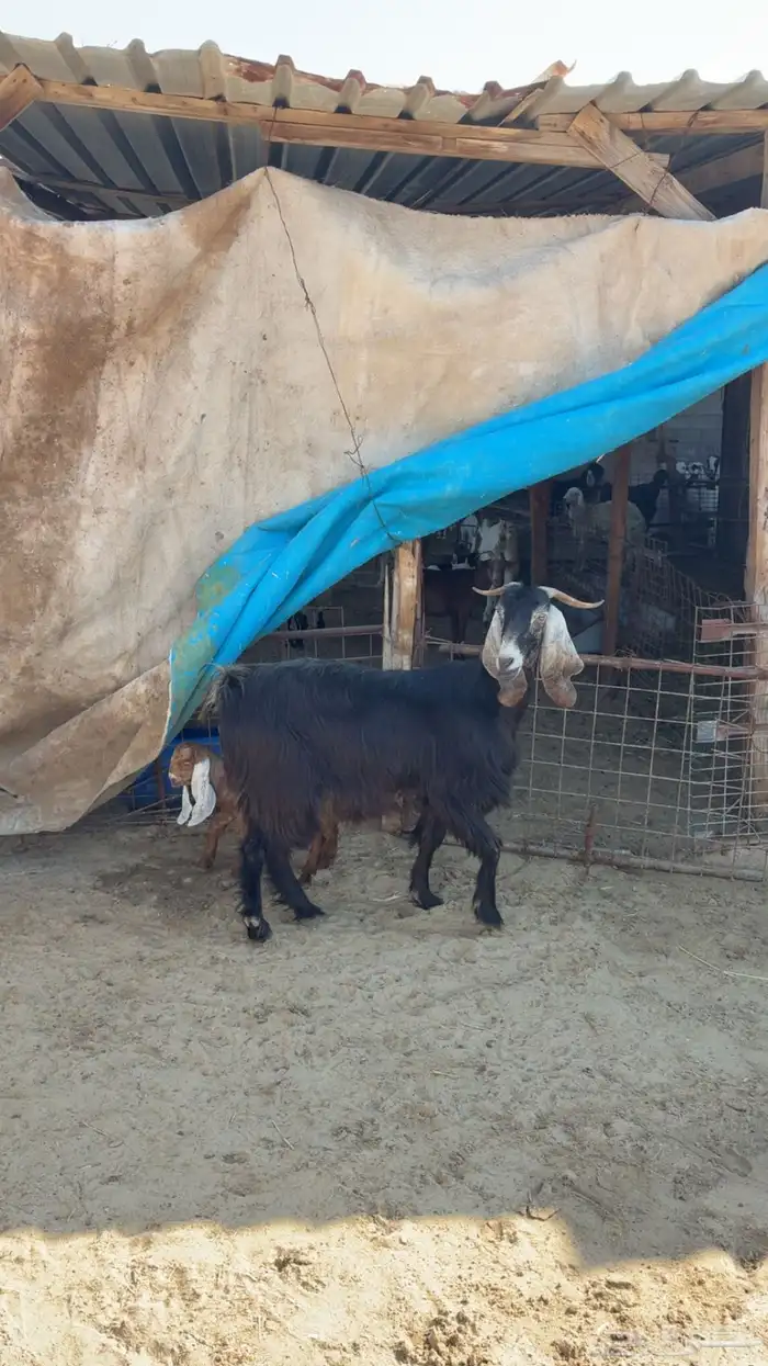 رغوث تحتها تيس وجفره 0