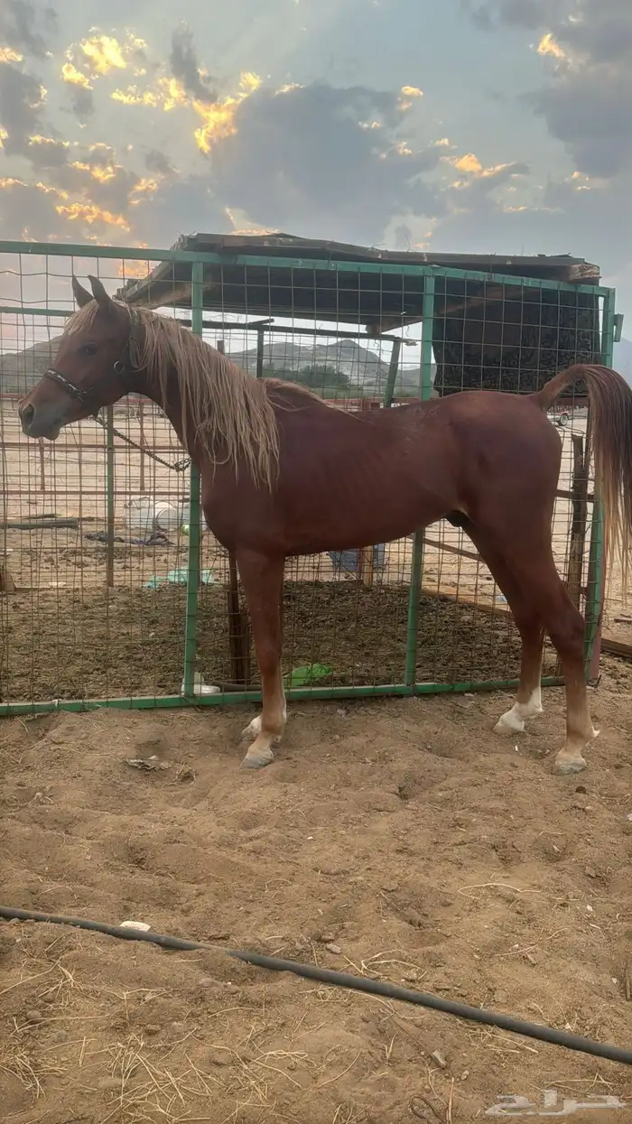 البيع حصان شعبي شيخ 6