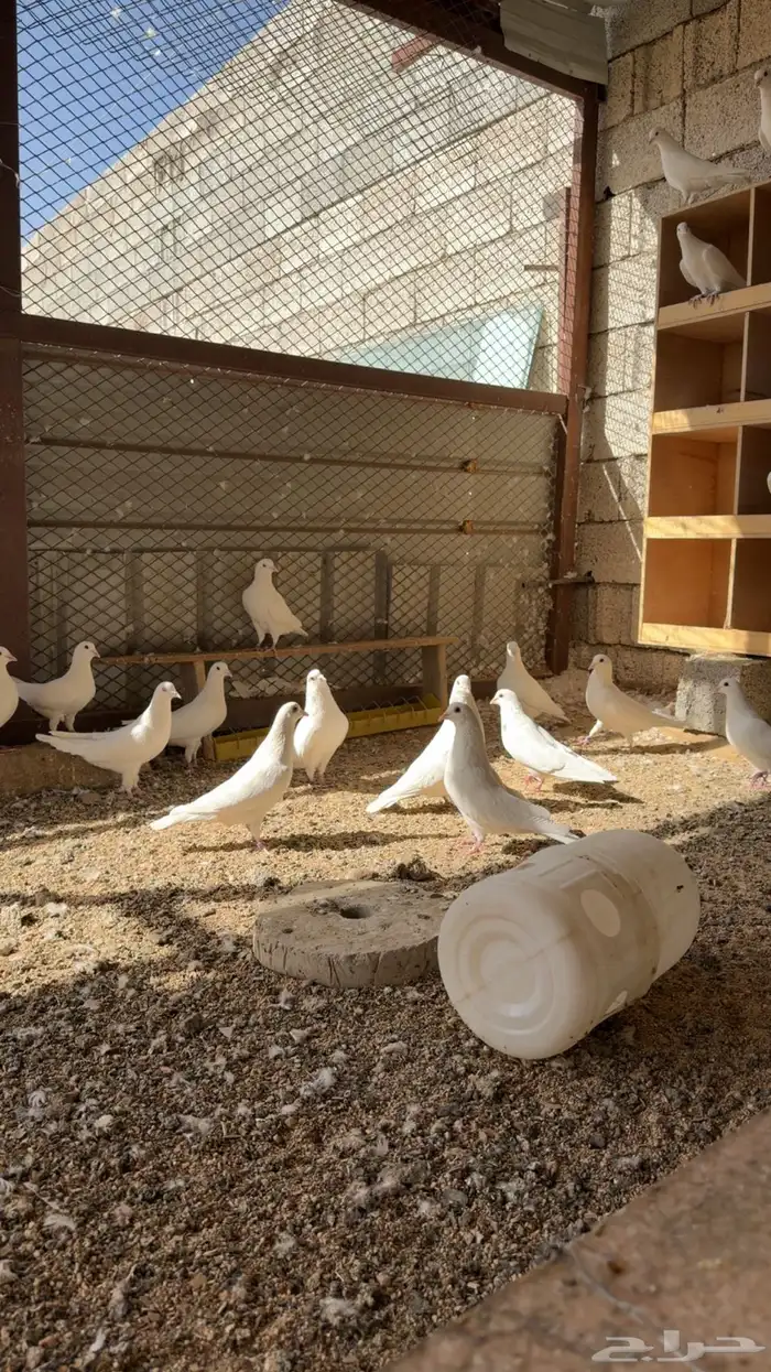 حمام فرنسي 4