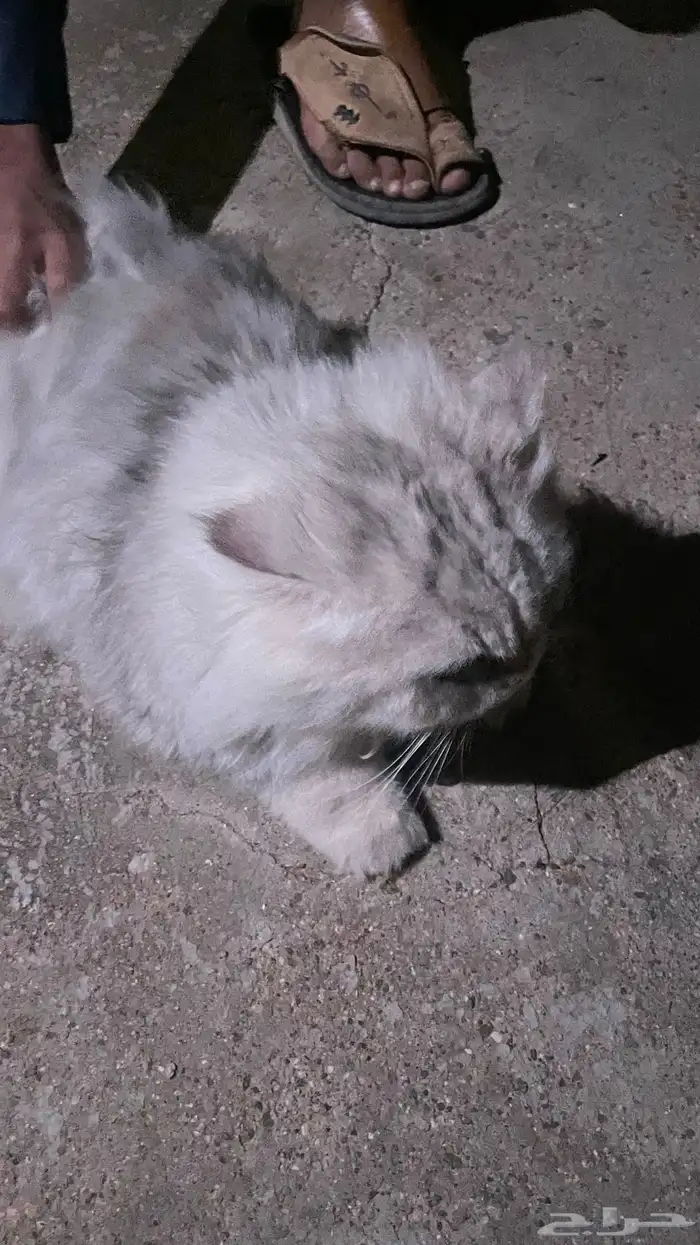 قط بيوت ممتاز جداا 4