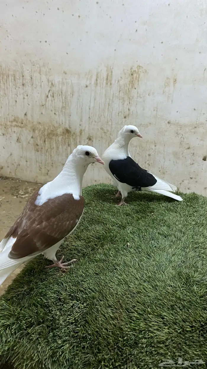 حمام قطيفي 2