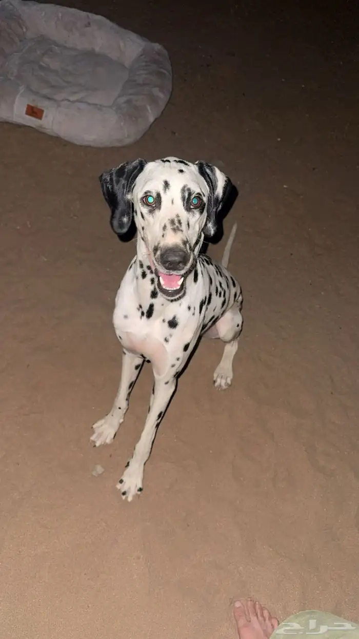 كلب دلميشن جواز اوروبي-Dalmatian 0