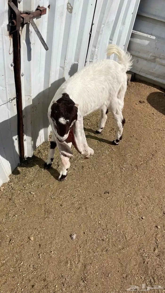 تبس فحل حجازي 2