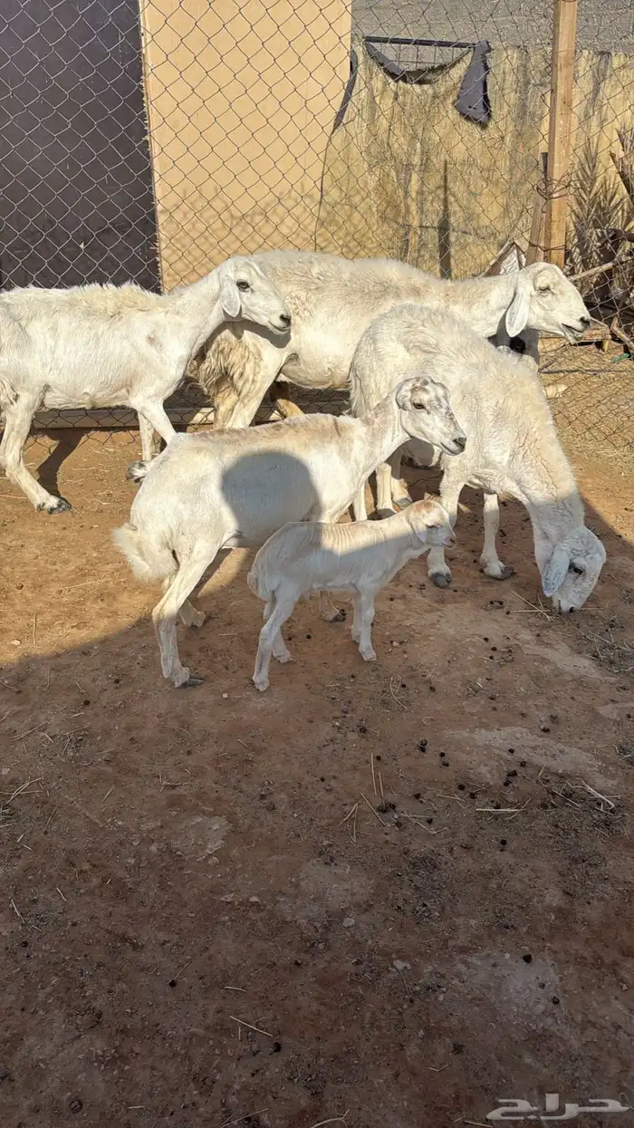 رفيده متبع 1