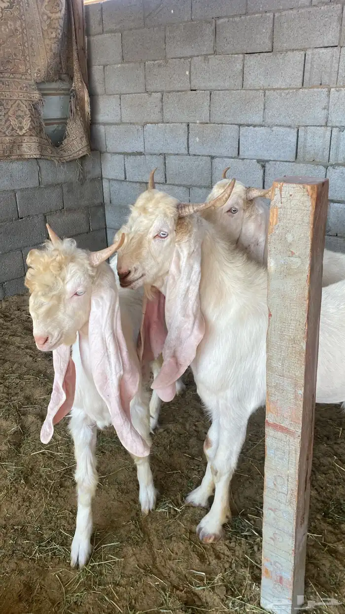 تيوس هولندي 0