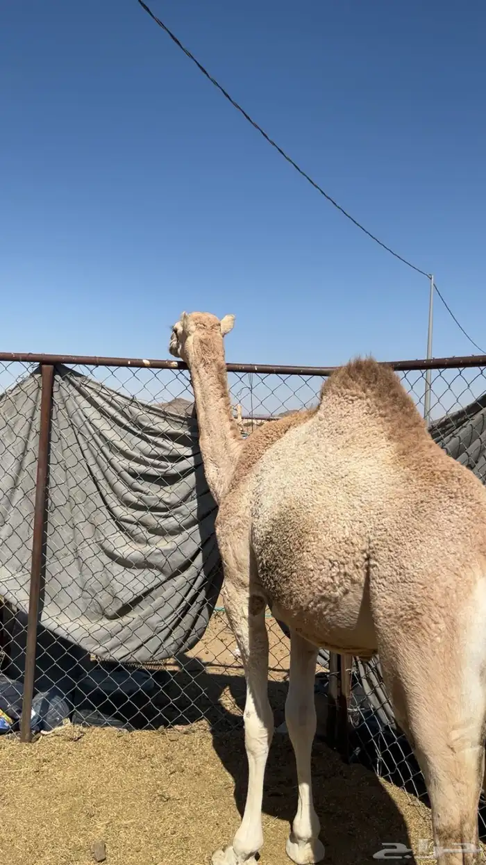 للبيع حاشي مفرود ناهي 2