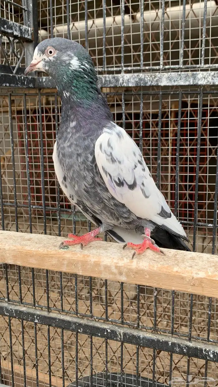 حمام باكستاني مع بيض من الأساسيات 10