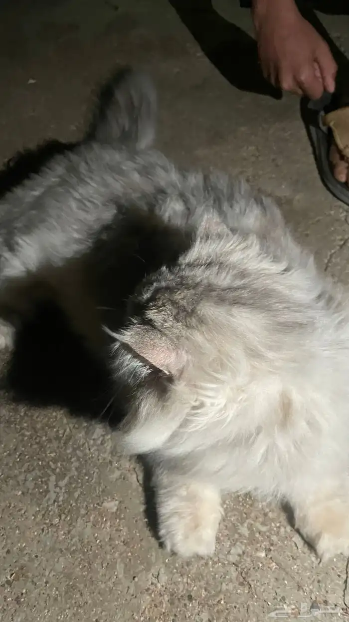 قط بيوت ممتاز جداا 3