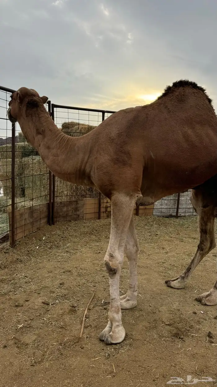 للبيع بعير احمر 8