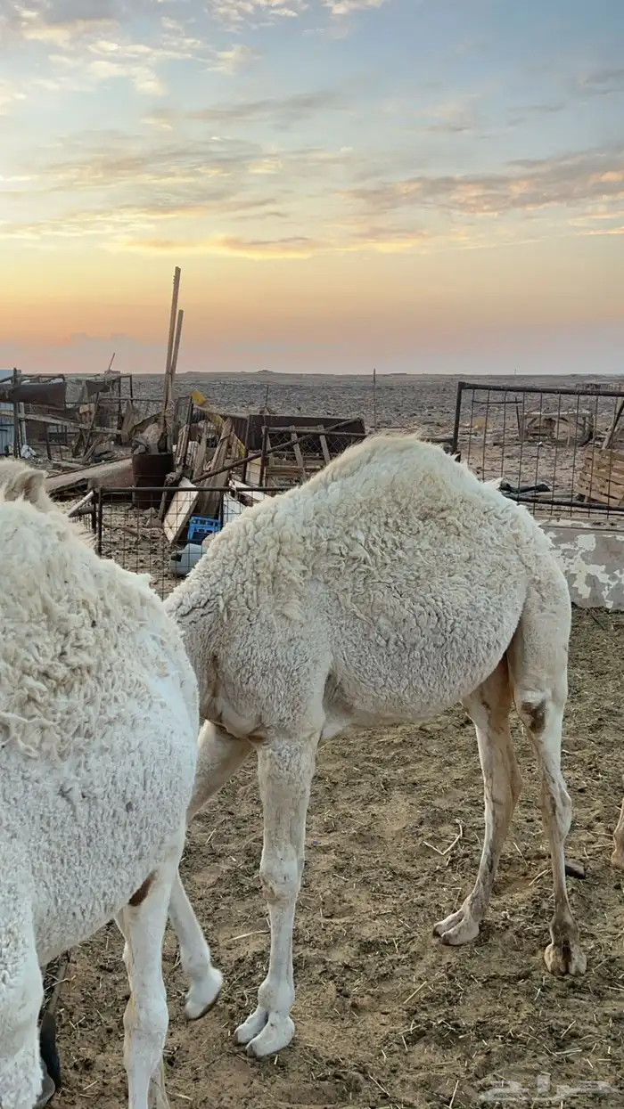 4 قعدان عدلات وطيبات 3