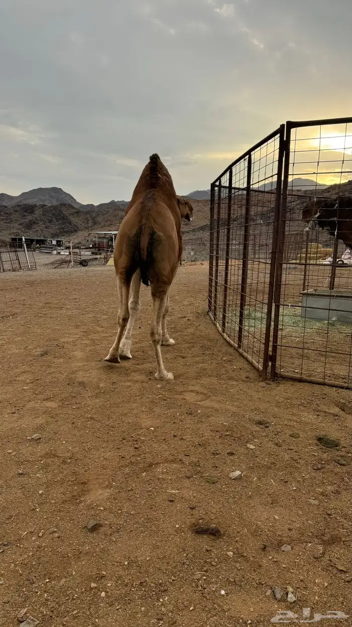للبيع بعير احمر 2