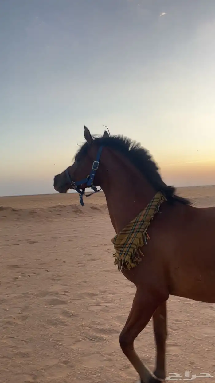 مهر كفو شيخ ولد العالمي الكساندر 0