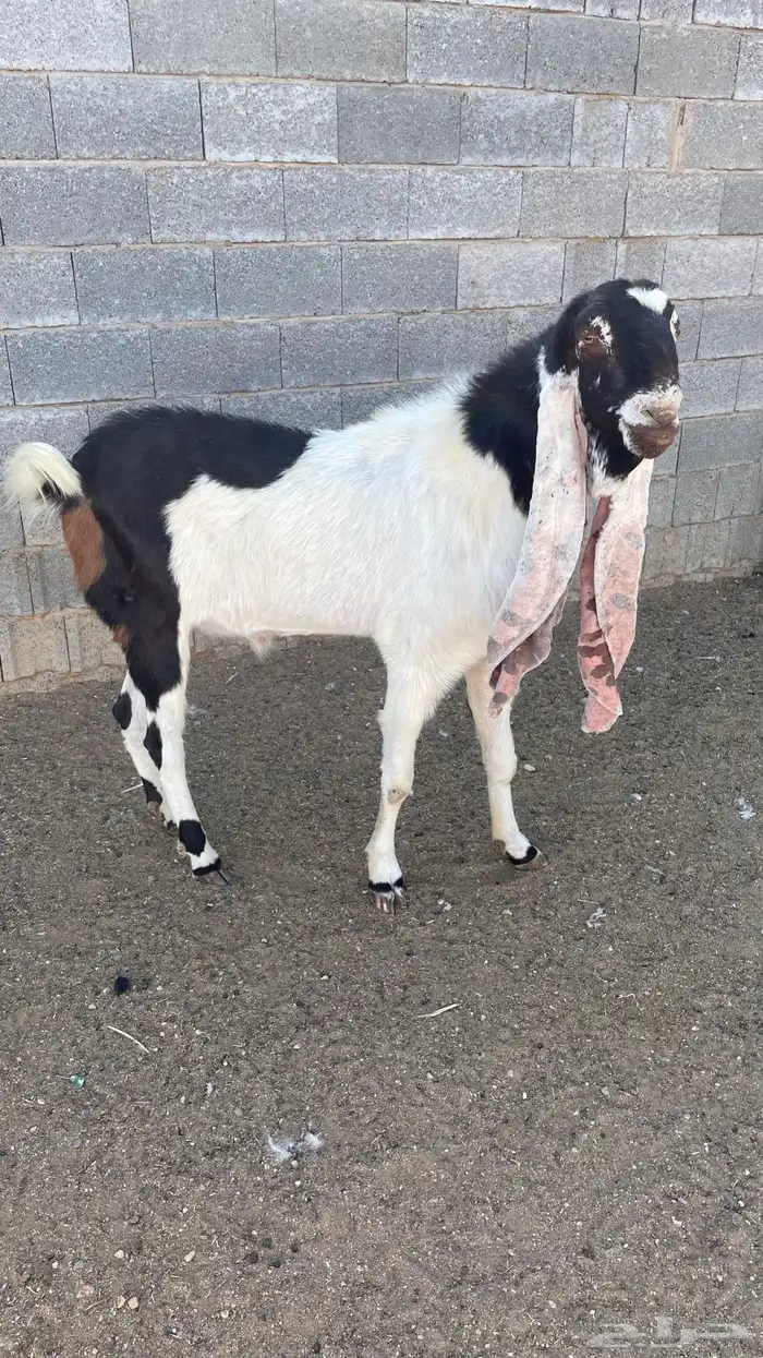 تبس فحل حجازي 0