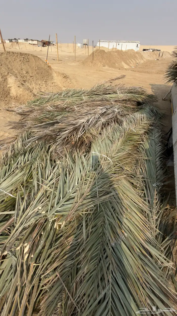 سعف جريد للبيع 2