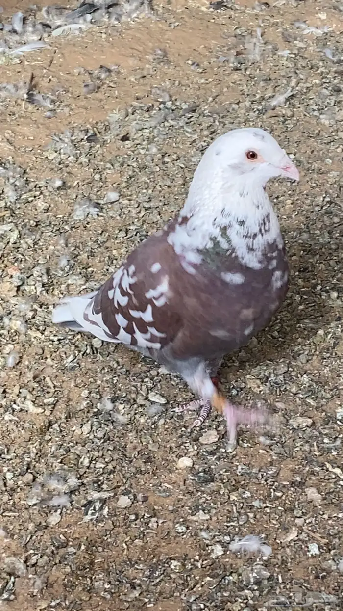 ذكر زاجل محجل مولمينز 0