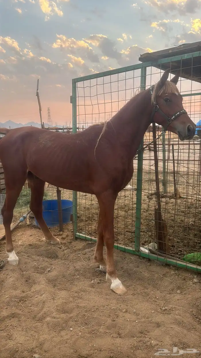 البيع حصان شعبي شيخ 4