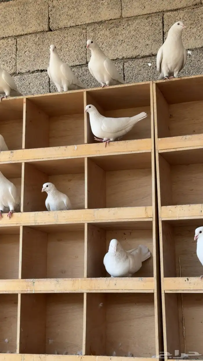 حمام فرنسي 2