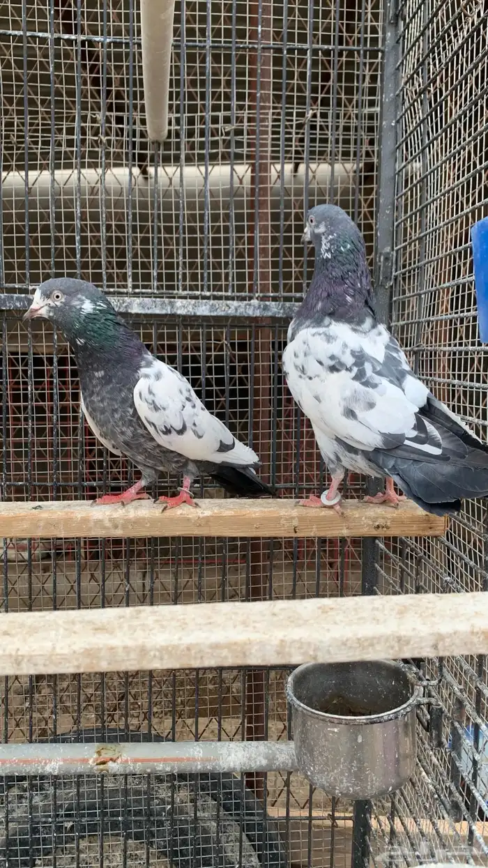 حمام باكستاني مع بيض من الأساسيات 4