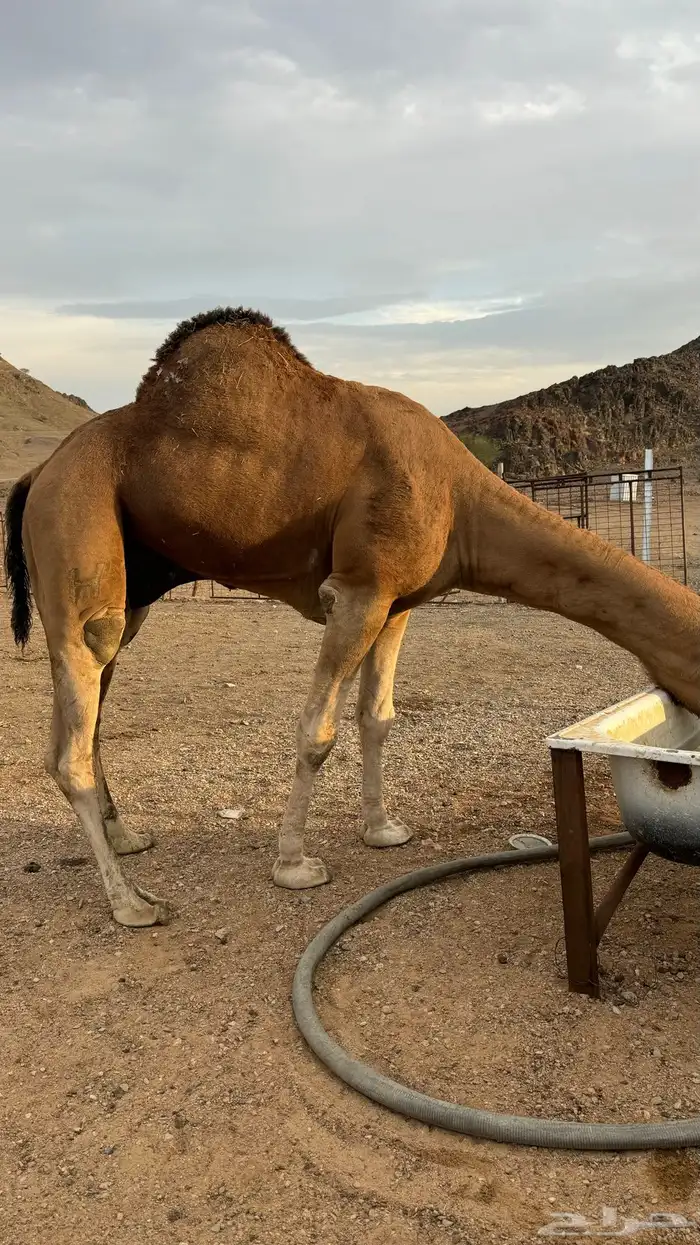 للبيع بعير احمر 6