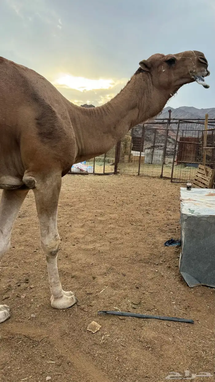 للبيع بعير احمر 9