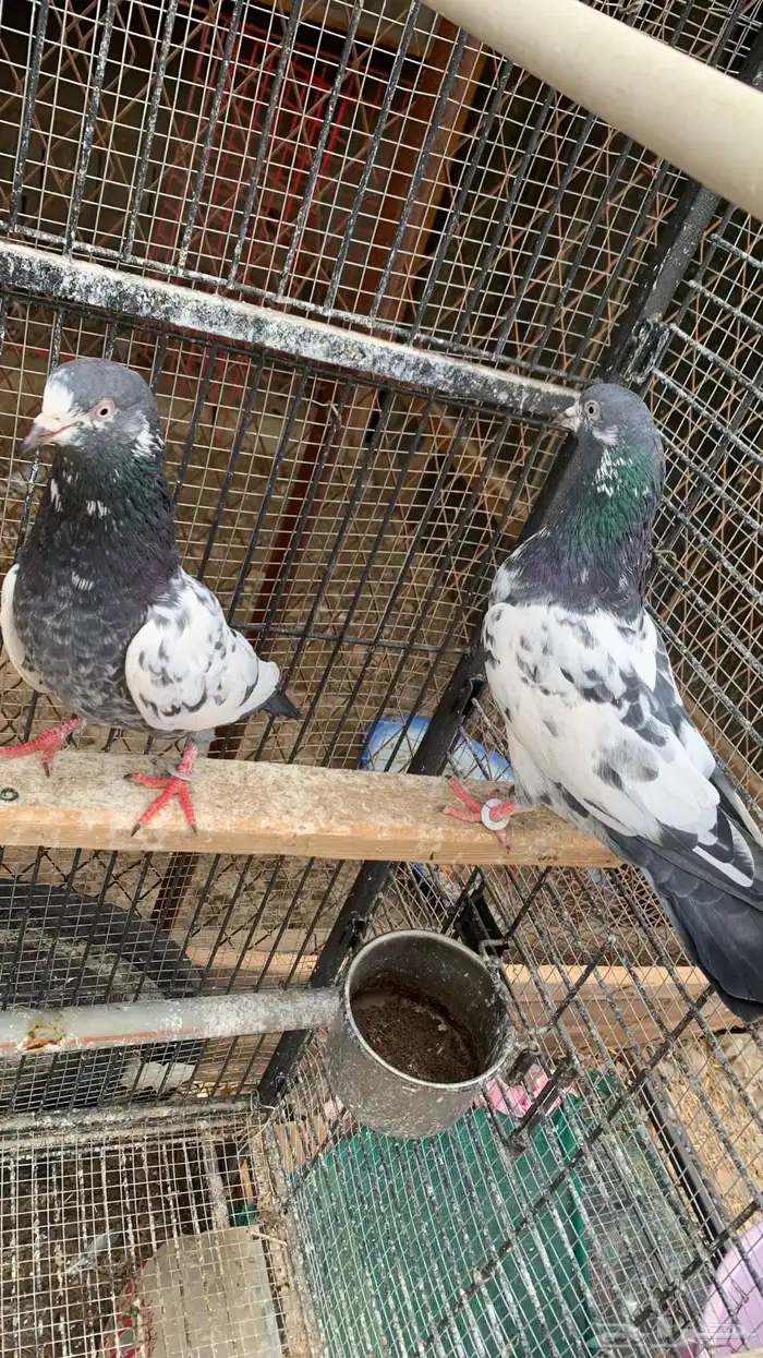 حمام باكستاني مع بيض من الأساسيات 2