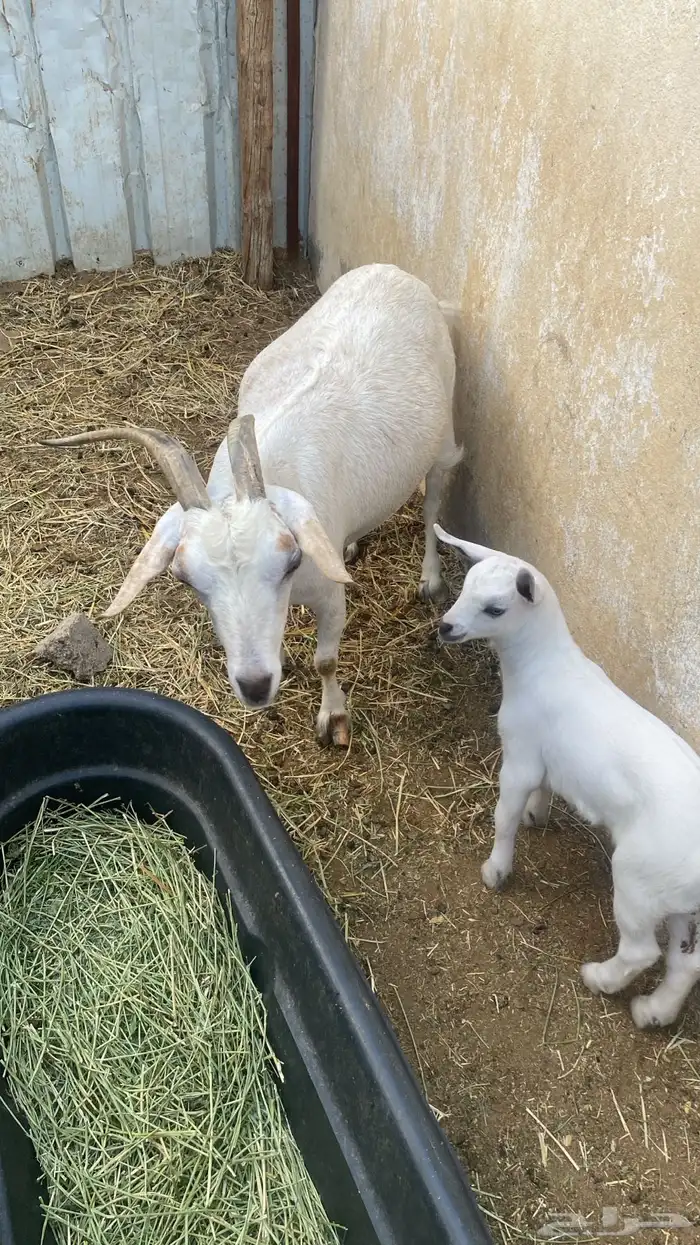 ما عز قزمي معها جفرة 1