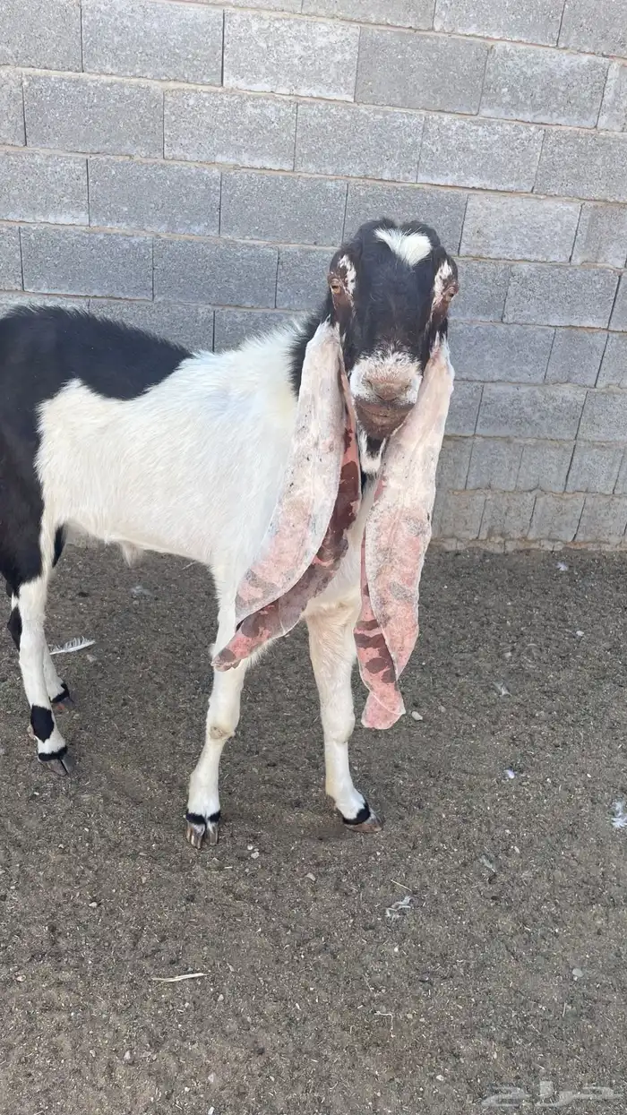 تبس فحل حجازي 1