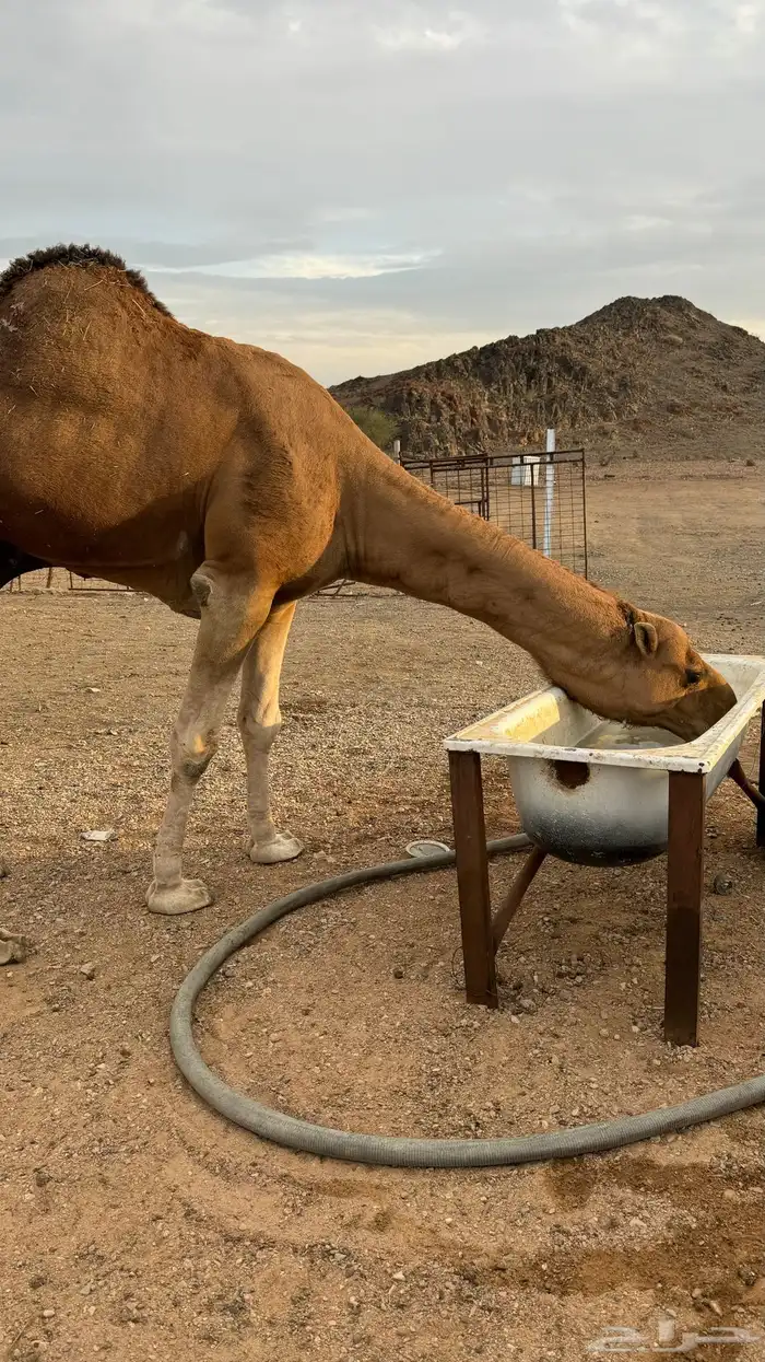 للبيع بعير احمر 1