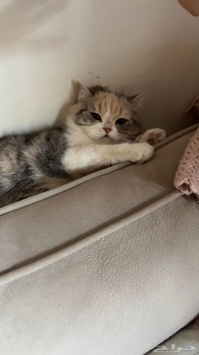 ابي قط ذكر للتزاوج   القطه سكوتش هجين برتش عمرها سنه 2