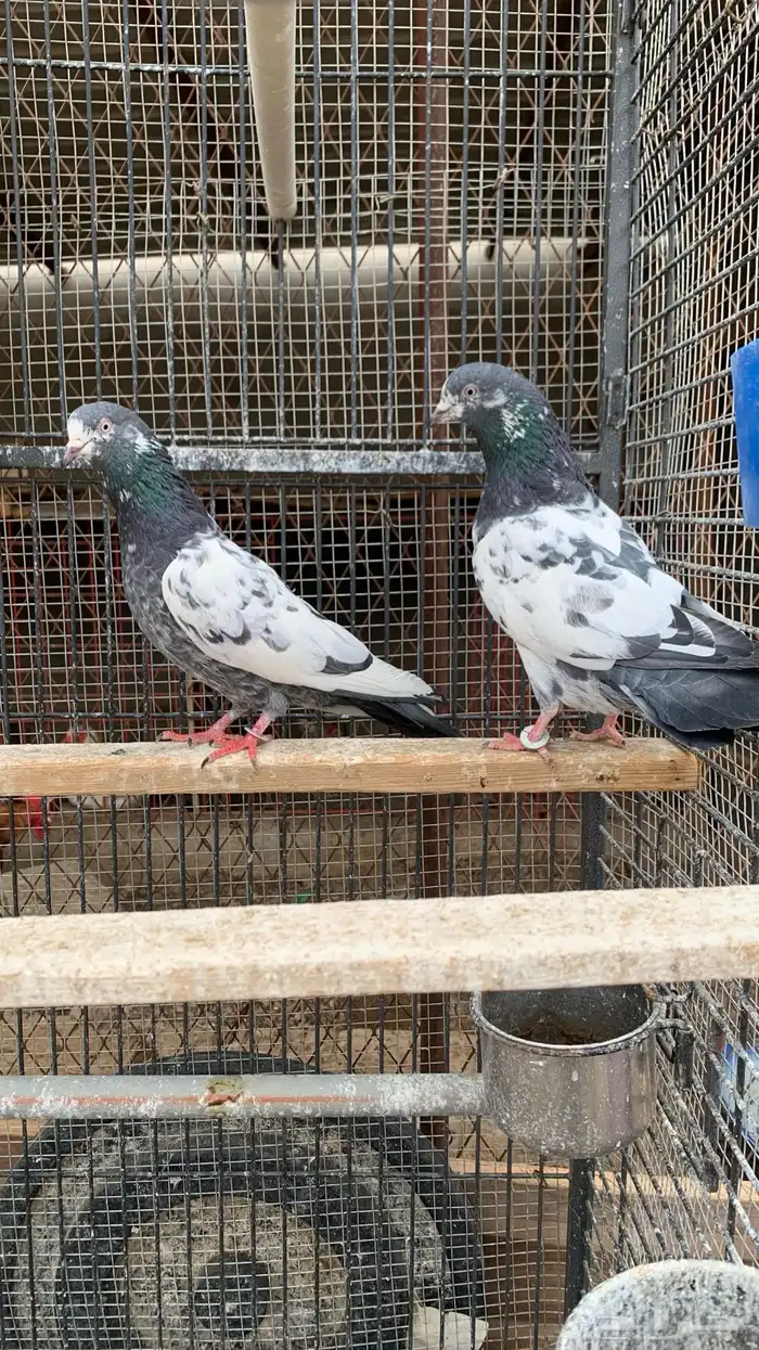 حمام باكستاني مع بيض من الأساسيات 3