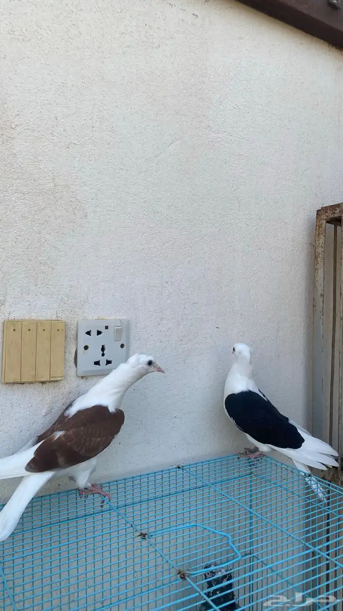 حمام قطيفي 3