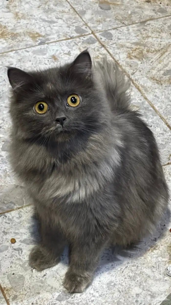 قطوه للبيع الفصيله العمر 5شهور مطعم جميع التطعيمات 0