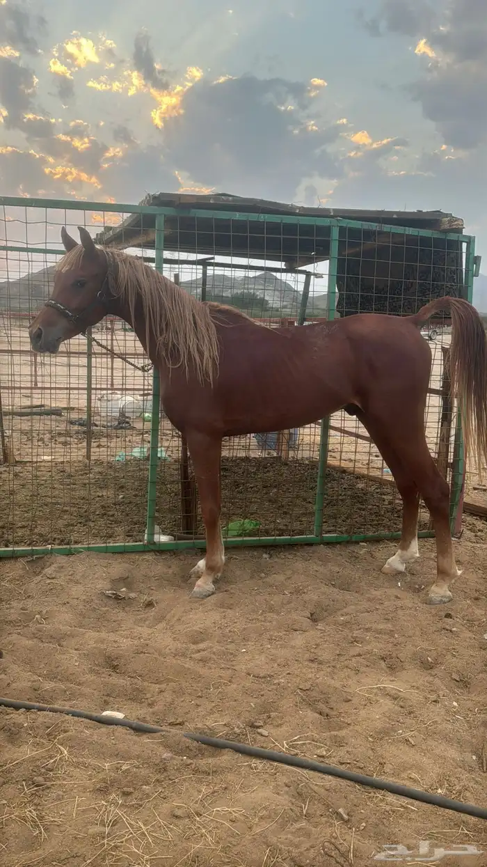 البيع حصان شعبي شيخ 8