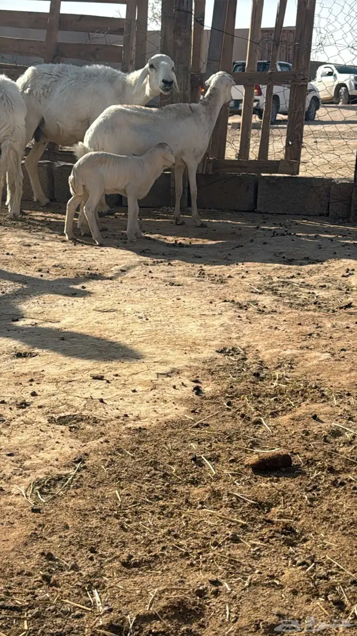 رفيده متبع 0